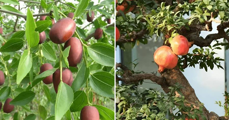 4種鎮宅果樹，家里就能種，年年掛著「金果」，養1棵旺家宅，好養