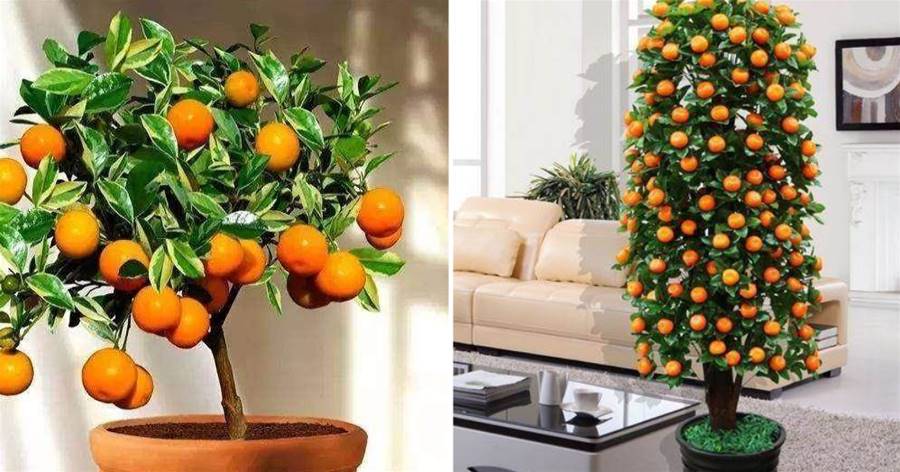 陽台盆栽蜜橘，為什麼難掛果？做好這7點，盆栽蜜橘掛果多，養在家裡喜氣洋洋