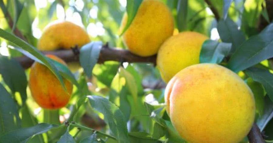 在家也能種「黃桃」，簡單好養結果多，果子掛滿樹，又大又甜，值