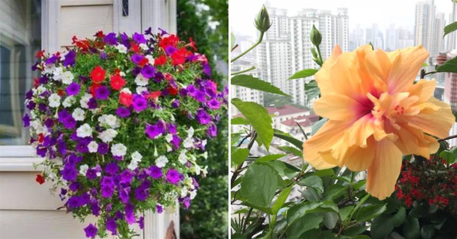 適合在陽台上種植的花卉，喜陽耐曬耐高溫，燦爛花海點綴你的陽台