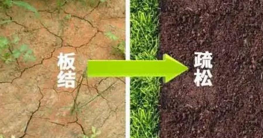 「干貨」改善土壤板結的方法匯總，突破傳統方式有技巧