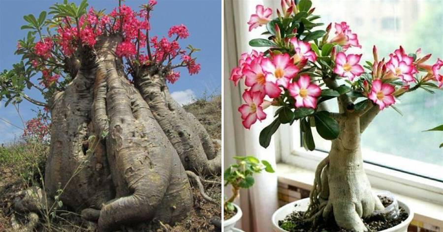 3種懶人花，都有大肚子，滿是「營養水」，一月不澆，照樣開爆盆