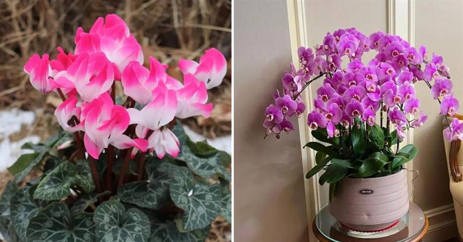 山東60歲老太，在室內養了4種花，網友：美觀又大氣，太會養花了
