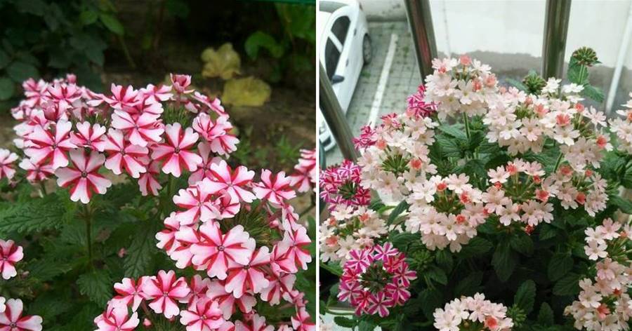 此植物有「開花機器」之稱，全年有花開，養花很容易，室內也能養