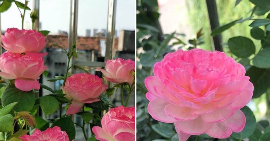 喜歡月季花的，養棵「和室」吧，又美又仙，多季花開，一花香滿家