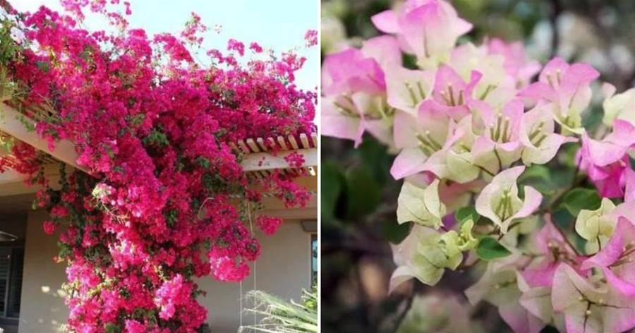 養好三角梅，學會這4招，1年四季開花不斷，爆成花球，比綠蘿好養