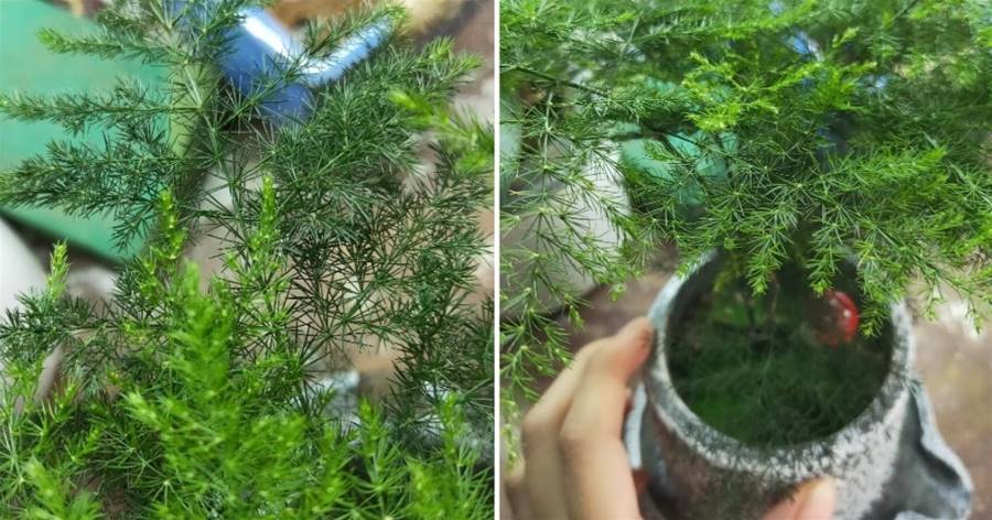 文竹愛喝這「促長水」，偶爾澆一澆，葉片綠油油，越長越旺盛！