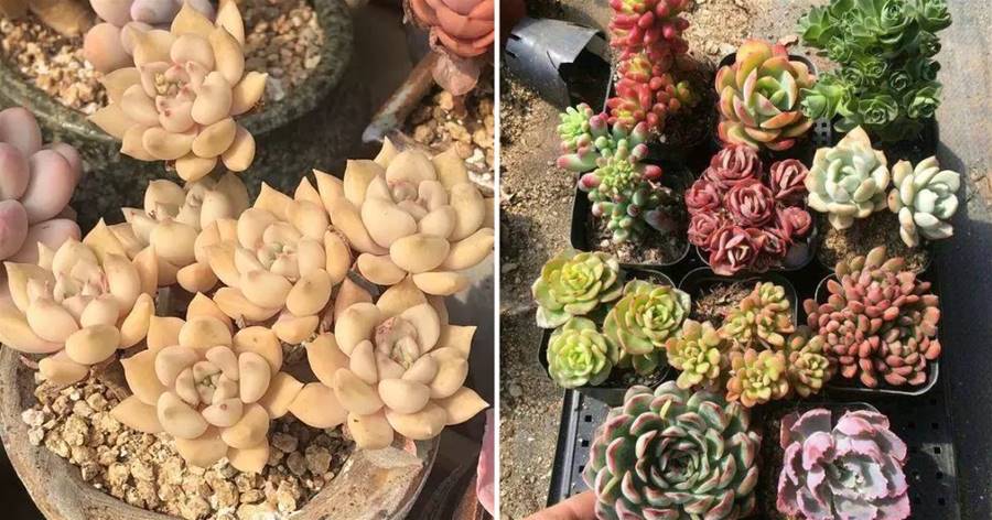 春天多肉放在外面淋淋雨，雷聲越響，長得越旺，肉肉越淋越粗壯！