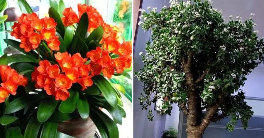 3種富貴花，天生「壽命長」，一盆能活幾十年，越養越值錢，花開富貴，旺家宅