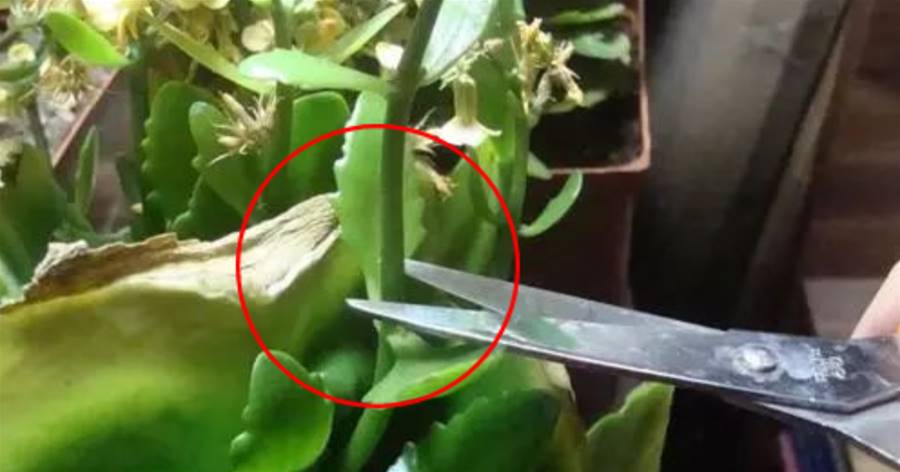 這5種花，一長高就「變丑」，攔腰砍一刀，越矮胖越「漂亮」，剪完立馬變美，你試試