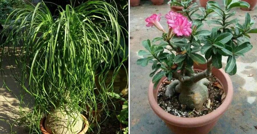 家居盆栽中，這「4種」植物最耐旱，30天不澆水，反而容易爆盆！