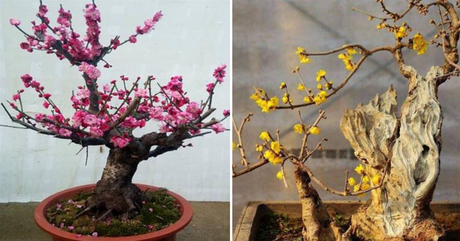 4種「盆景樹」，在2月份扦插，6個月長成「小樹」，枝干都是花朵