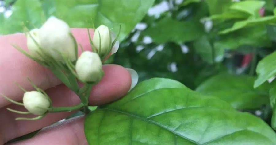 天暖了，趕緊扦插3種「吉祥花」，易成活、早開花，一年到頭都順順當當