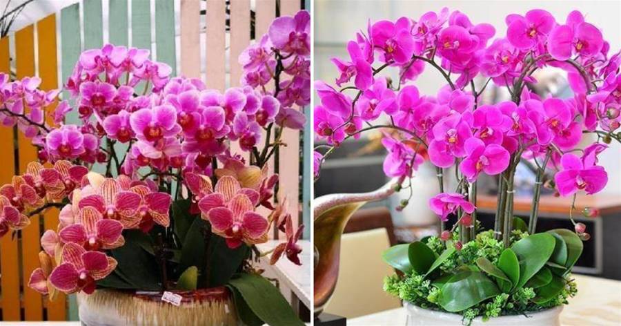家里養胡蝶蘭，春天要曬一曬，密閉在房間里，反而容易養死它