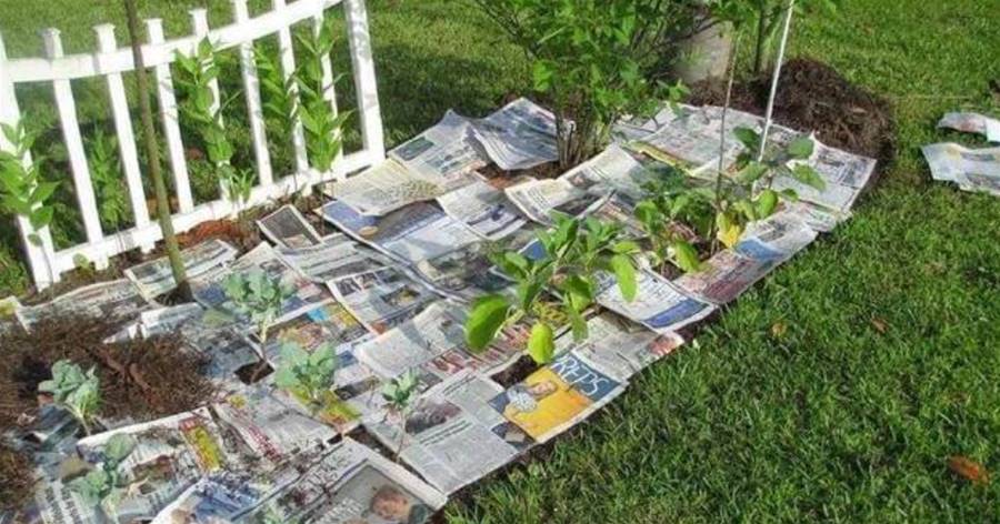 今天才知道，廢棄的舊報紙能拿來養花，鋪在土面上好處多，讓土壤肥沃、沒雜草