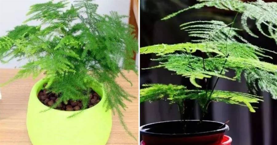 想要文竹枝葉青翠株型美，不干尖黃葉，牢記幾件事，萌發更多側芽，株型更飽滿