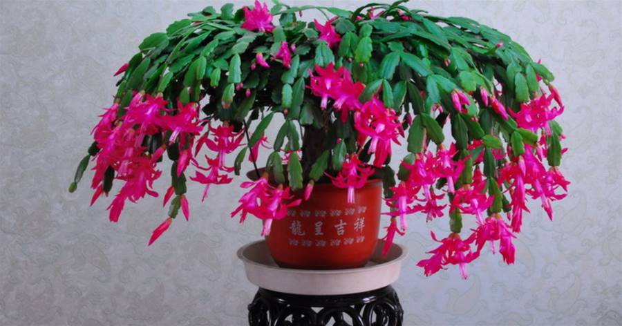 蟹爪蘭花開沒幾天就凋謝？盆里丟點「它」，延長花期15天！