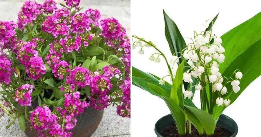 八種花是春天開花勞模，個個漂亮養眼，而且好養易管，趕緊養起來