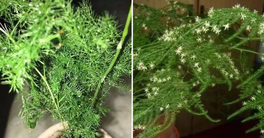文竹長得慢，注意4個細節，嫩芽多不停冒，好茂盛，還能開出小花