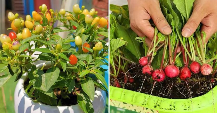這6種菜花盆就能種，好看又能吃，開春種幾盆，買菜錢都省了！