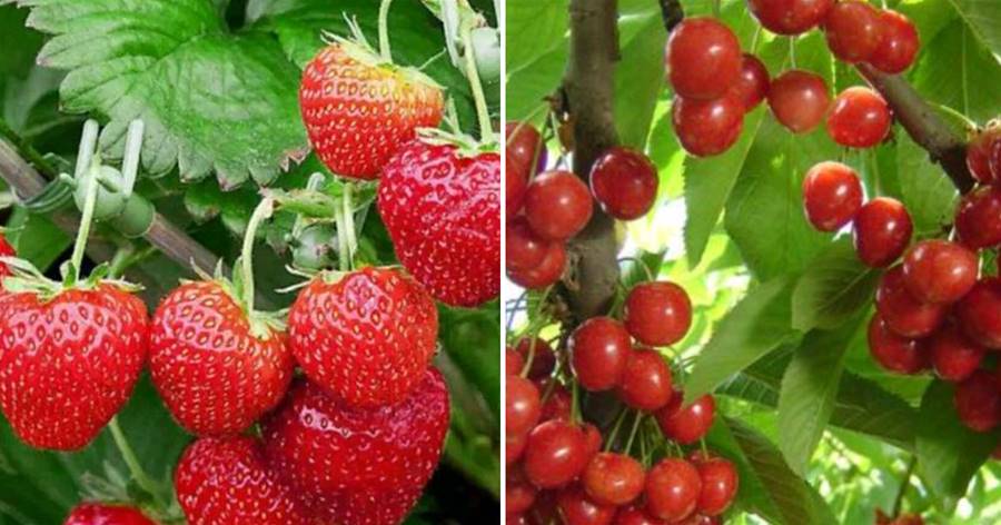 在家種上4種水果，想吃多少吃多少，再也不怕貴，果子掛滿枝