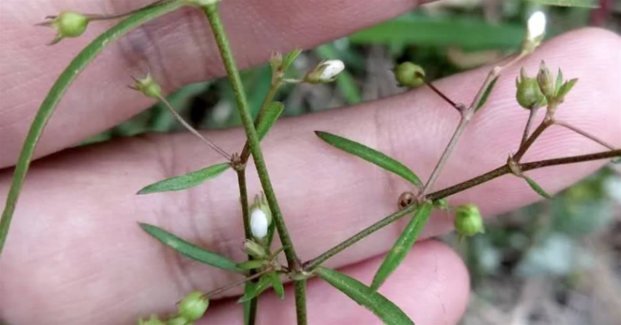 俗稱「消痛草」，又名白花蛇舌草，能遇到是運氣好，它稀少又珍貴