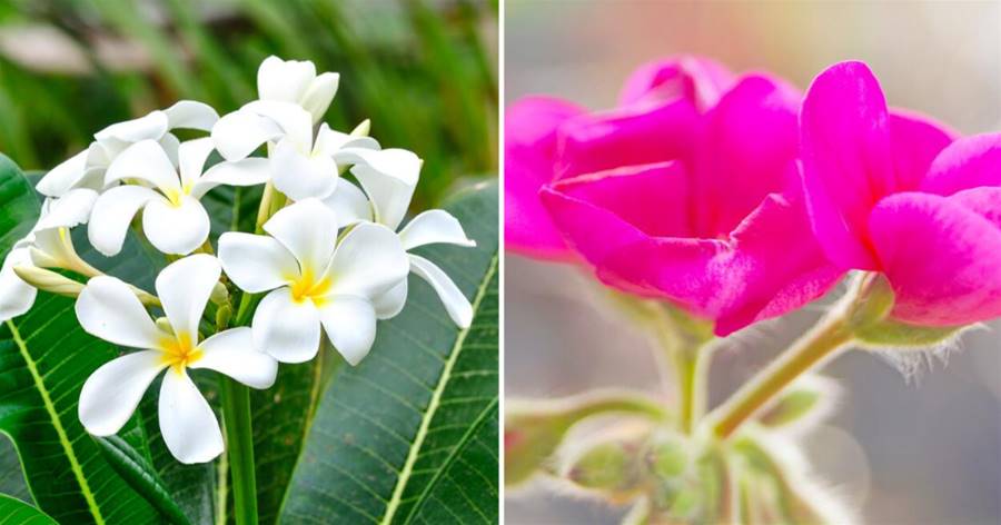 三月是扦插育苗的好季節，家里這些花現在扦插，就可以一盆變多盆