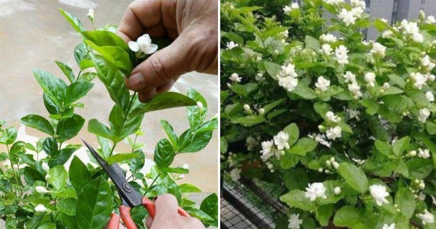 養好茉莉花，順應它的「暴脾氣」，養一盆爆一盆，開花越來越龐大
