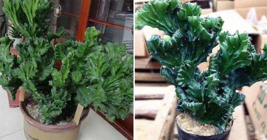 鄰居去年樓下撿了一棵「怪植物」，精心養了一年，昨天有人出價5萬