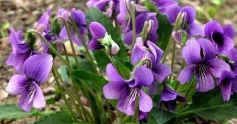 田間有一野花，酷似「紫花地丁」，曾被用來包餃子，如今已是雜草