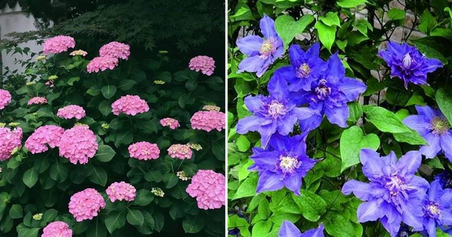 春天就養這5種花，好養好看愛爆花，可以從春開到秋，美極了