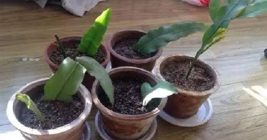 春天，5種花不用買，剪下一片葉子，扔盆里，遇土就生根!別花「冤枉錢」