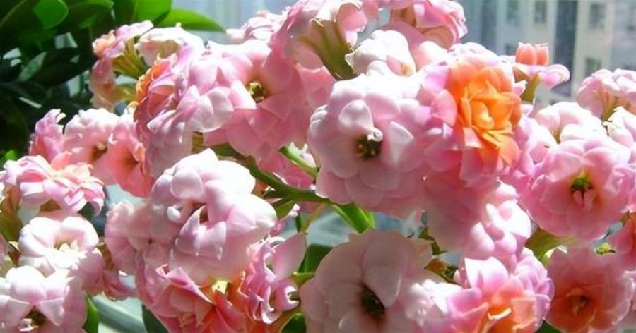 長壽花要「人為」結束花期，做好「2早、3變」，早日恢復生長