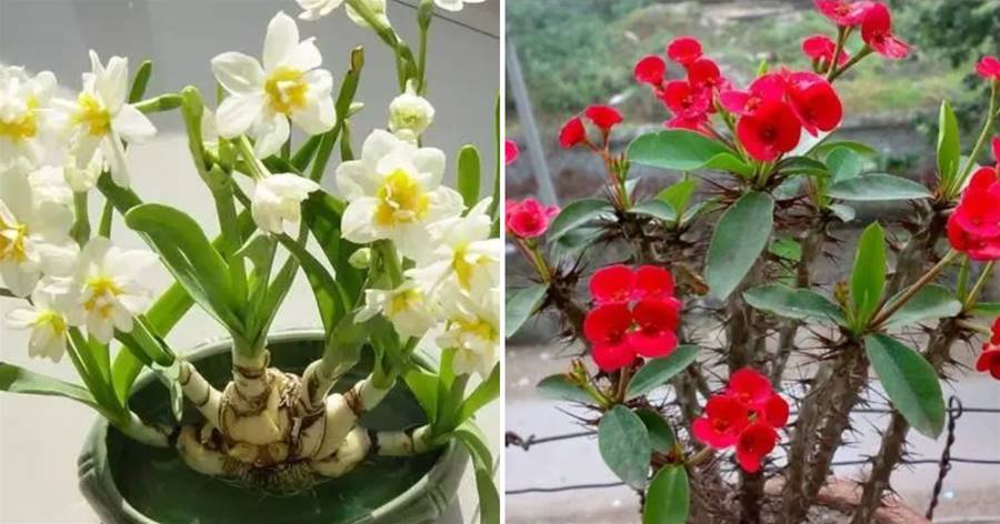 家里禁養4種花，越養越不順，等于「養厄運」，不是迷信，都是過來人的教訓