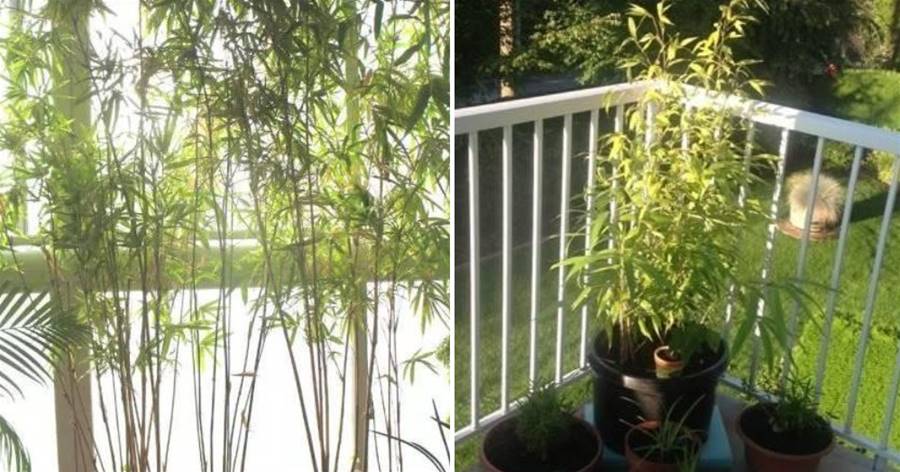 家里種上棵竹子，吉祥如意保平安，鎮宅生財，家人越來越健康！