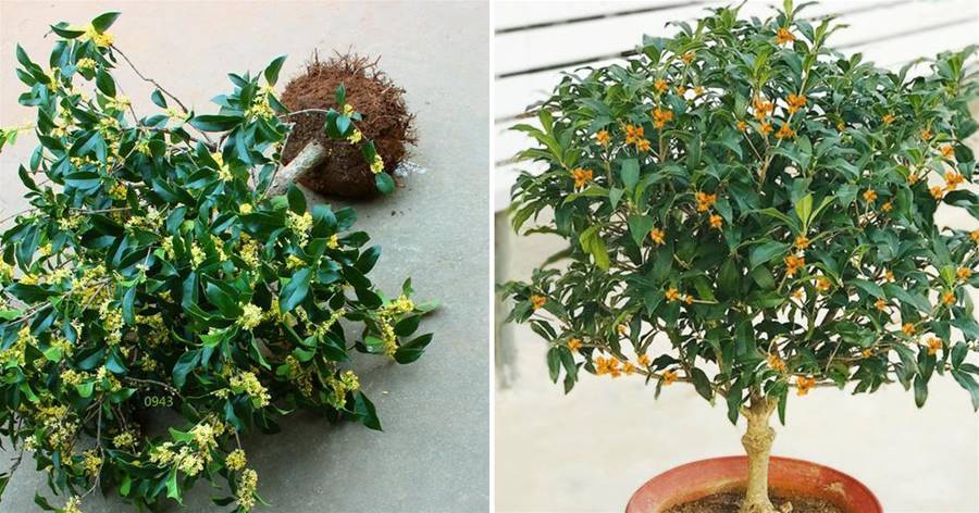 農村有小院，得種上一株桂花樹，種桂得「貴」，花開時十里飄香！