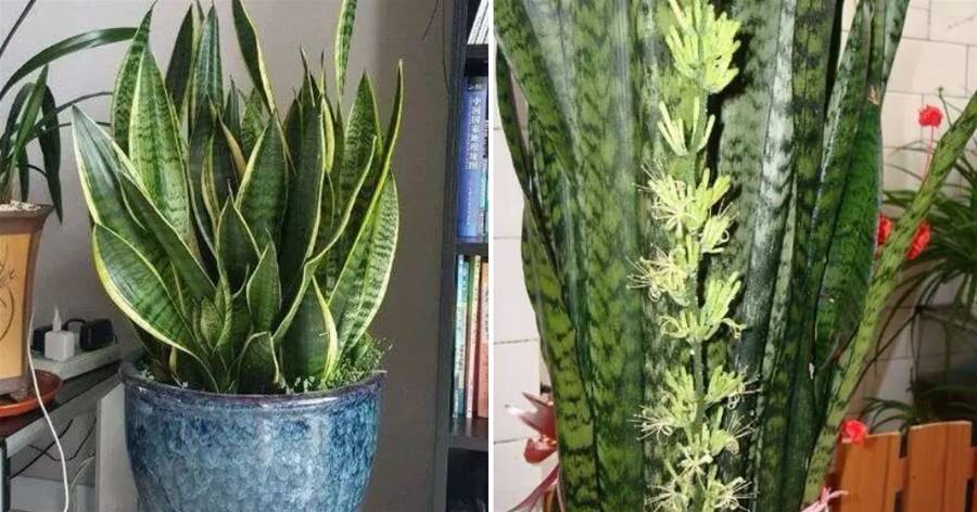 養虎皮蘭，記住這一關鍵點，葉片飽滿壯實，一次冒10芽，長爆盆！
