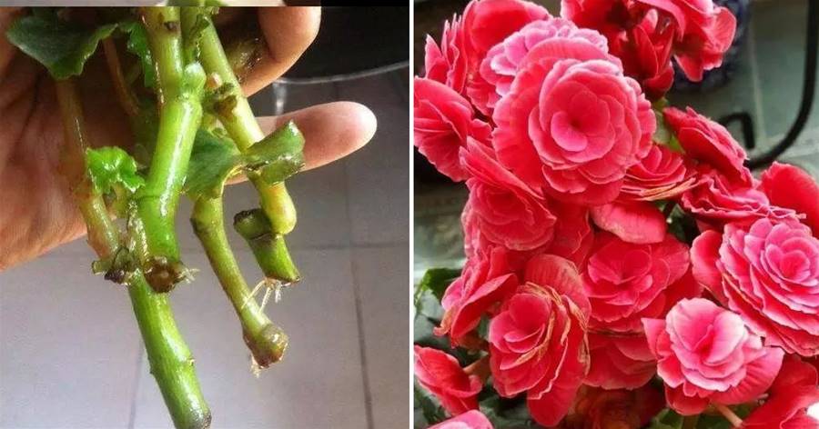 3月了，麗格海棠要「美容」，肥力足、盆栽旺，來年花開「滿堂紅」