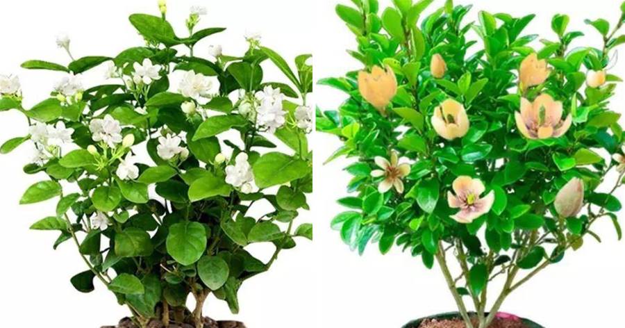 養花選10種香水之王，一代名花，賞之美艷動人，聞之心曠神愉