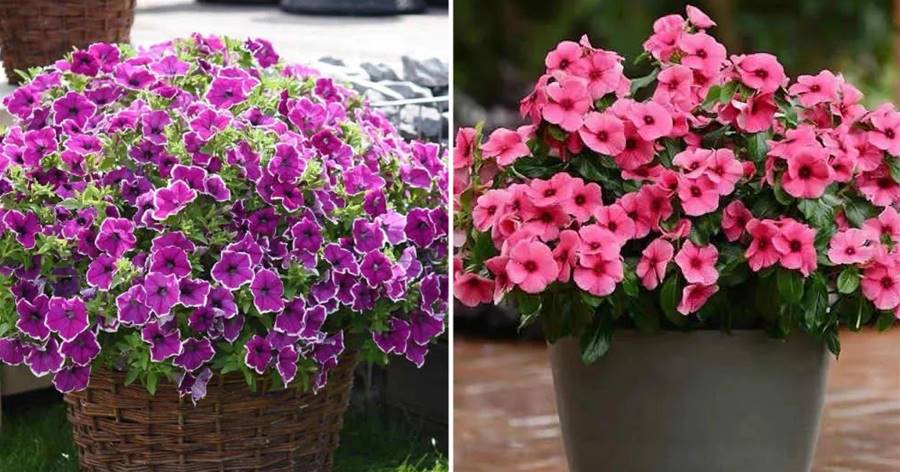 春天必養的三種「開花機器」，開花多得數不清，花美色艷，個個都是大花球！