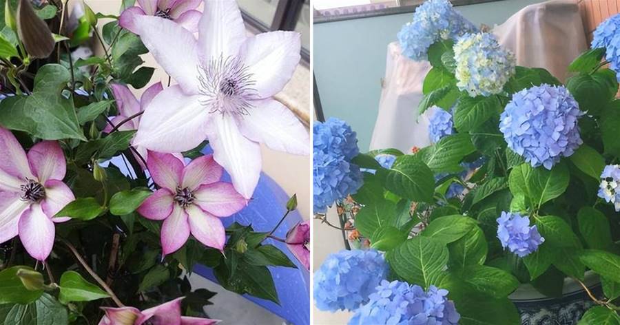 5種嬌貴花，天生「富貴命」，小盆「憋屈死」，大盆美到爆