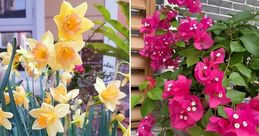 6款適合陽台種植的花，養起來簡單愛開花，新手也能養出好狀態，非常漂亮